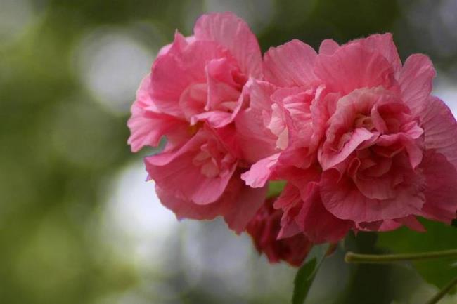 芙蓉花象征什么精神的人