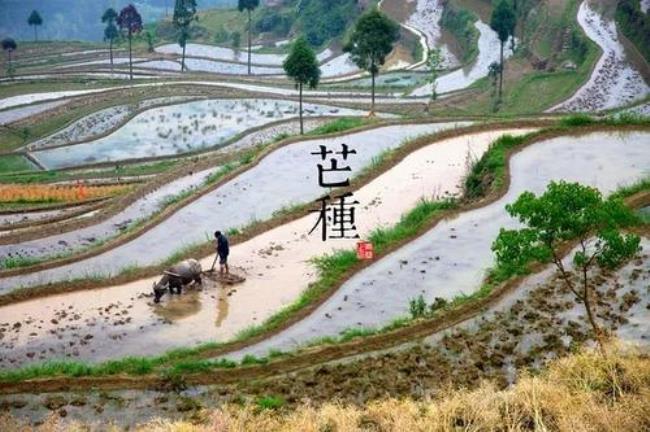 芒种的特点