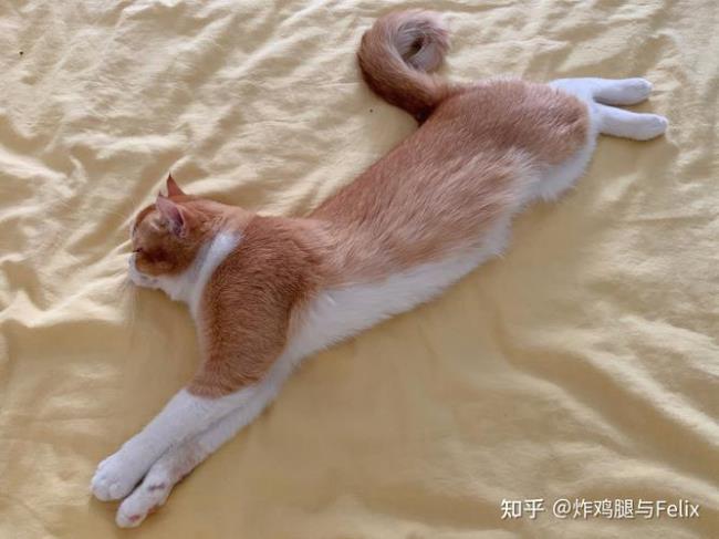 猫放下尾巴是什么意思