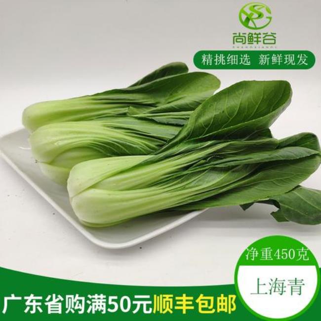 小棠菜和油白菜的区别