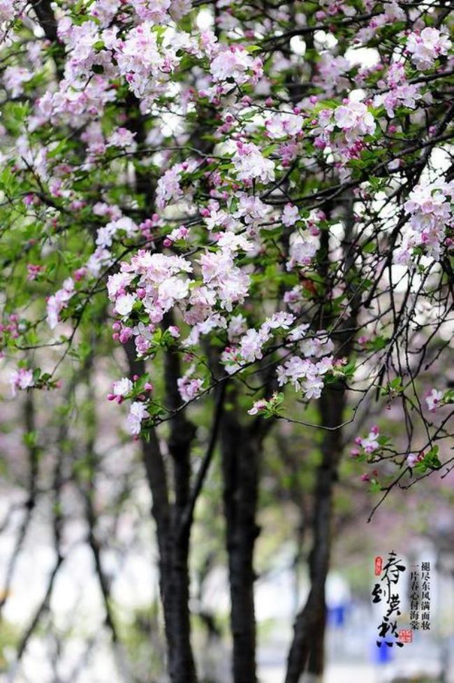 一生恰如三月花全诗