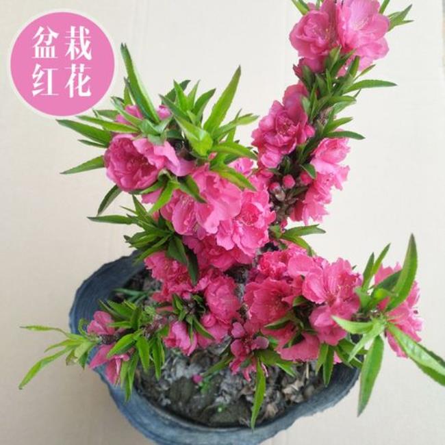 活桃花什么意思