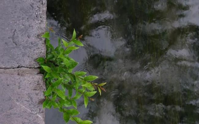 为什么下雨叫烟雨