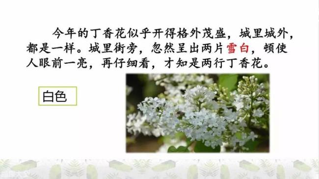 丁香花第三自然段文章内容