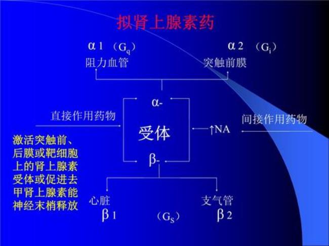 甲肾上腺素的简称叫什么