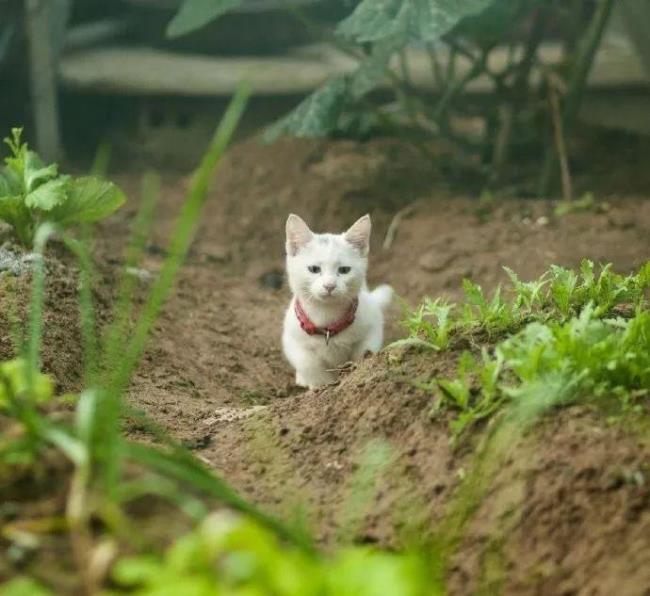 怎么不让猫在菜地去厕所