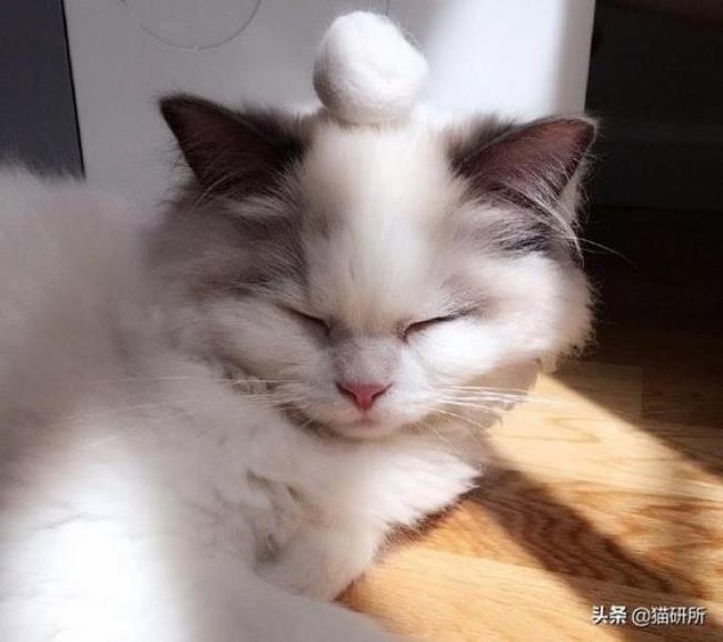 为什么布偶猫一直咕噜