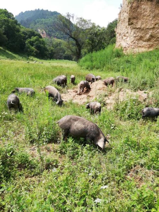 亚洲最大单体生态养猪基地在哪