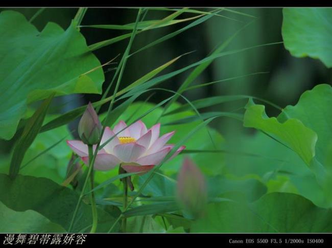 秀色掩今古荷花玉颜什么意思