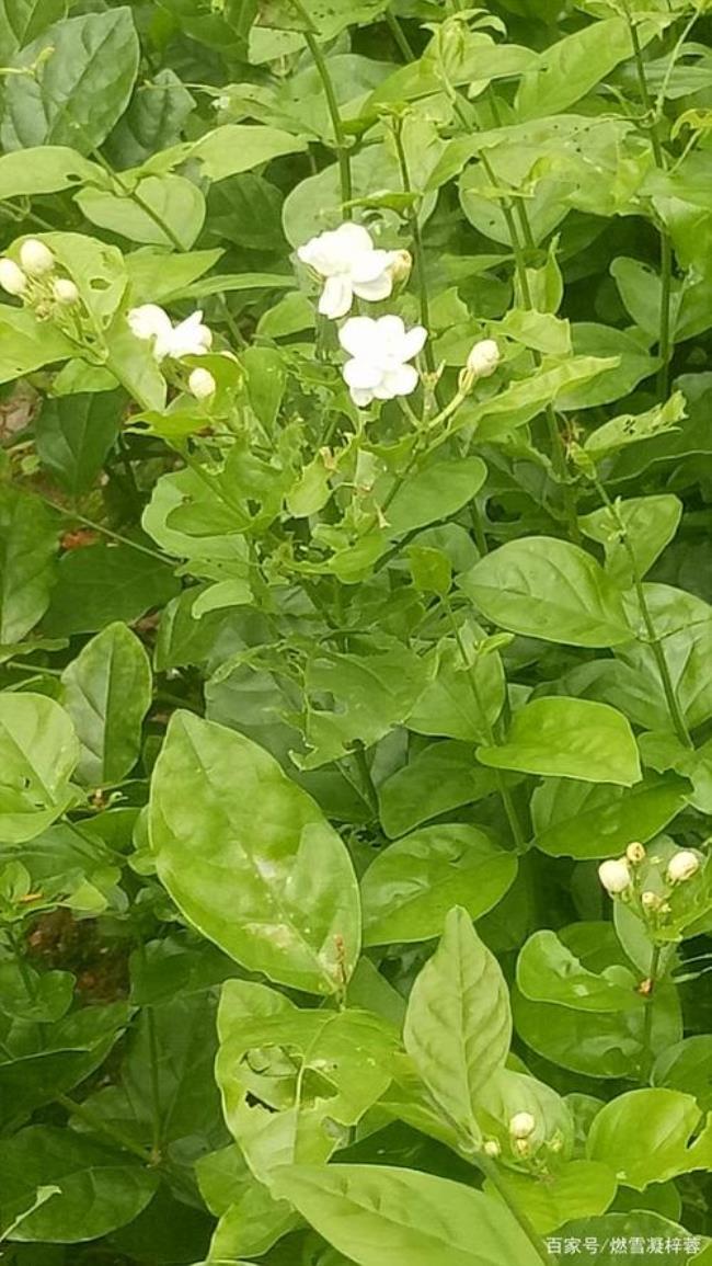 茉莉花属于茶树吗