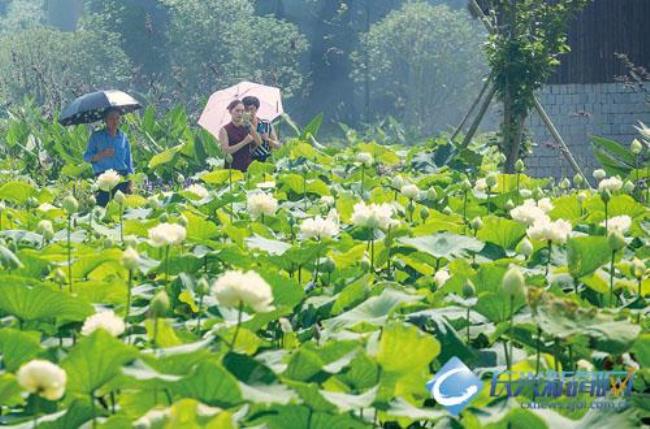 清风徐来花自盛开什么意思