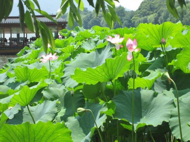 荷花的花期在几月份