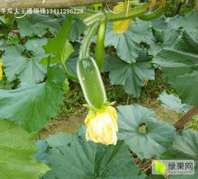 为什么冬瓜的花都是雌花