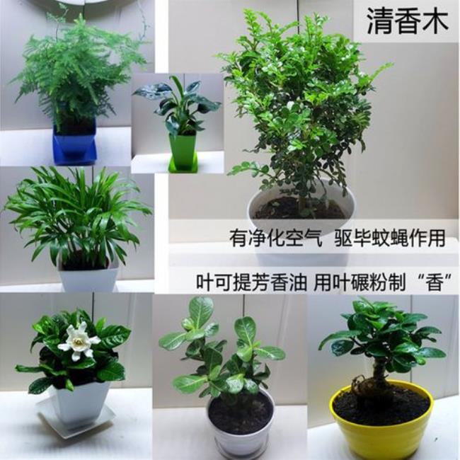 文松是什么植物