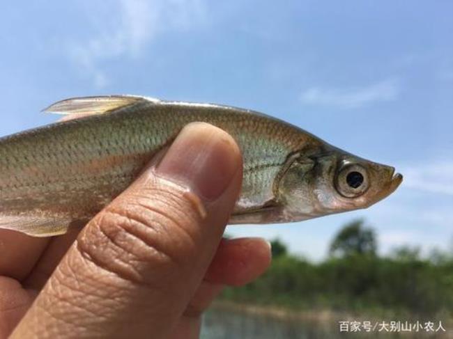 青鱼脱钩后多久会再咬钩