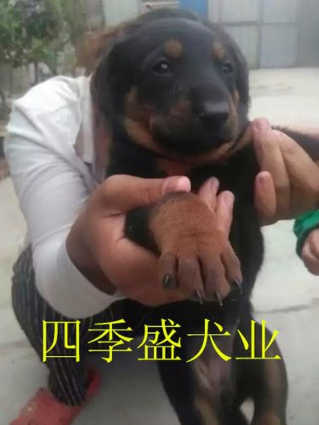 莱州红犬有多少品种