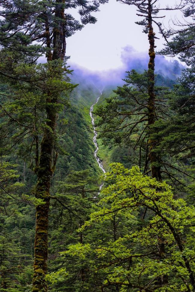 世界上有没有达纳雨林