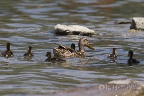 鸭子一年产多少小鸭