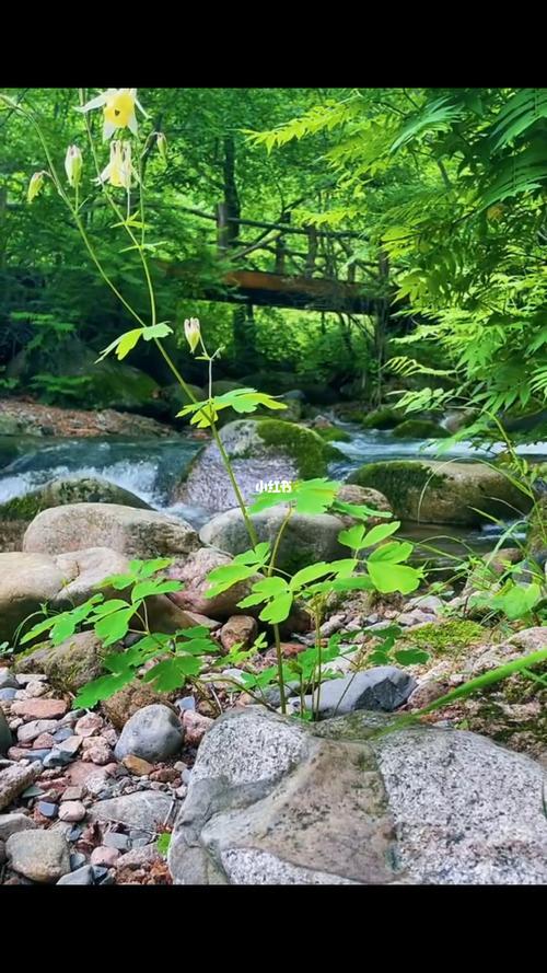 青山绿水指什么生肖最佳答案