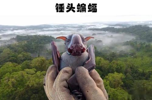 人类平均每年发现多少新生物