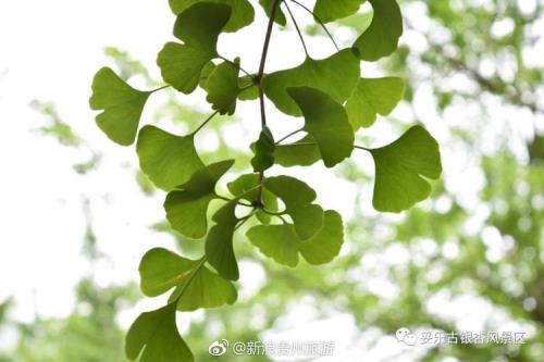 秋天什么植物是绿色的