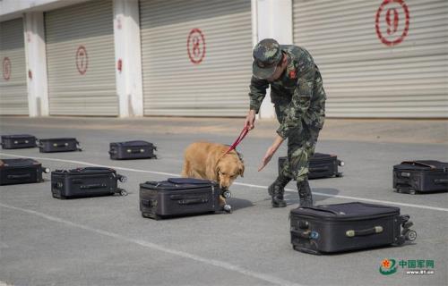 神犬奇兵军犬名单