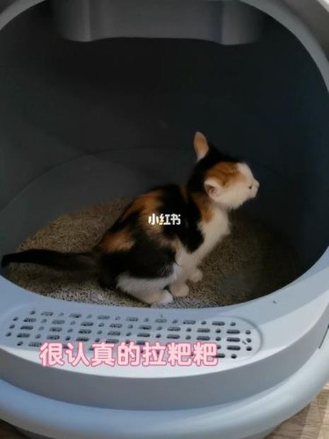 如何判断猫咪想不想大便