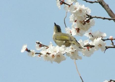 春枝花满天心月圆意思