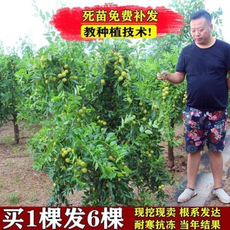 圆枣树四年了光开花不结果