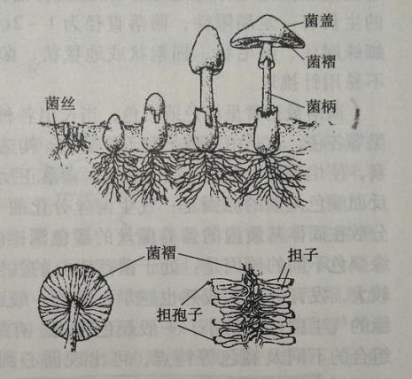 古人袍子里面的衣服叫什么