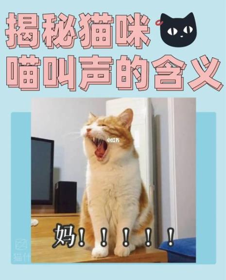 猫痛苦叫声