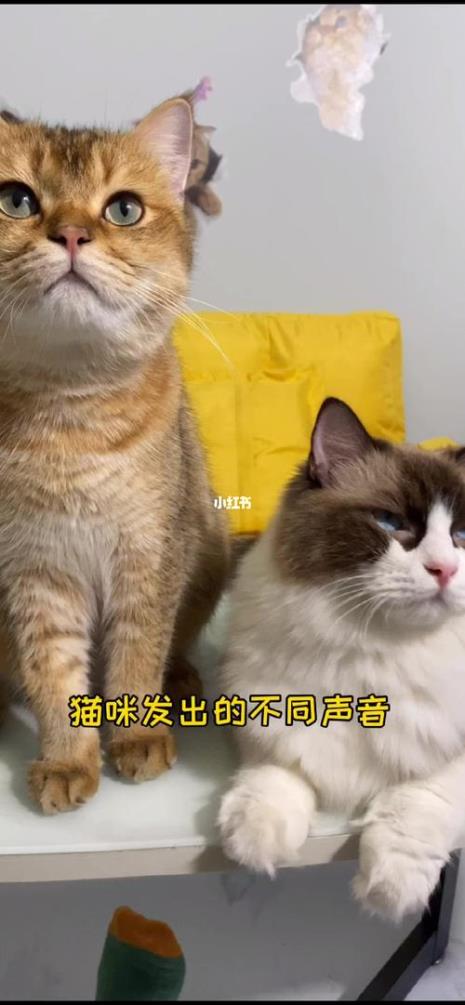 猫咪发出不同的声音是什么意思