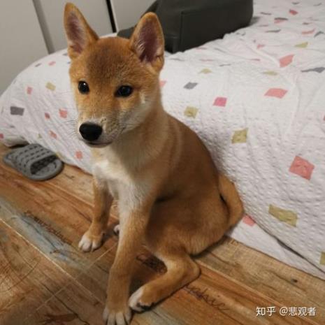 柴犬5个月身高