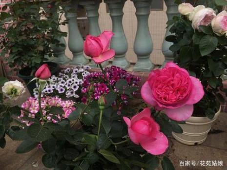 伊芙紫魂香水月季优缺点