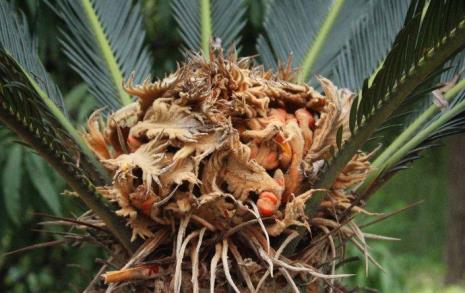 什么植物在一季开花在一季死去