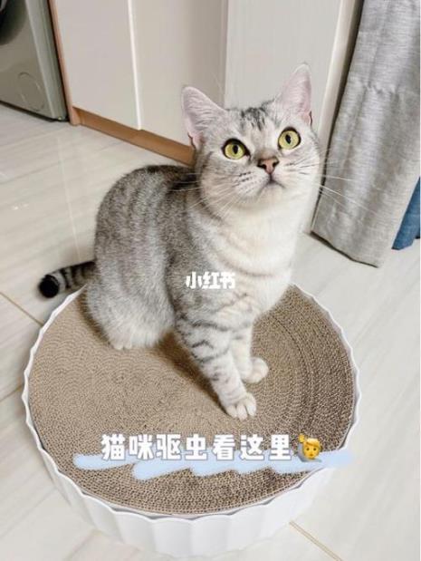 猫咪驱虫多久一次