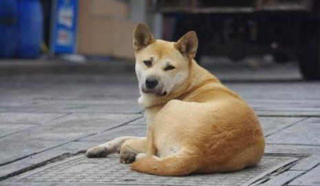 中华田园犬能吃人类的食物吗