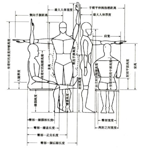 人体各个部分之间的尺寸规律