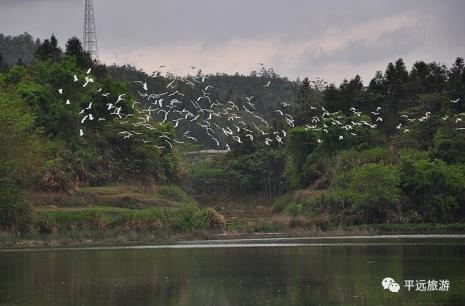 池草青山花红鱼出水鸟入林造句