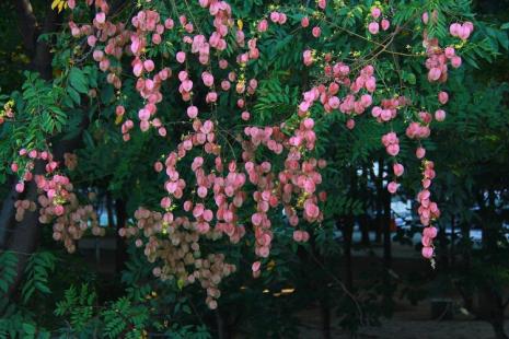 坐看繁花尽落什么意思