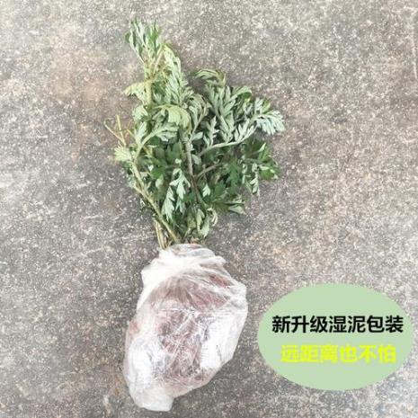 驱蚊艾草怎样种植