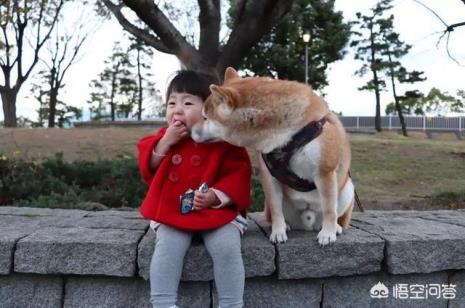 柴犬的优点及缺点有哪些