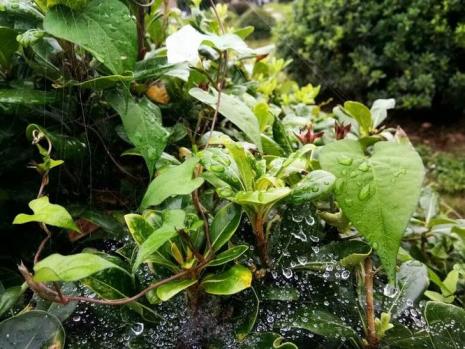 下雨了好想家怎么回