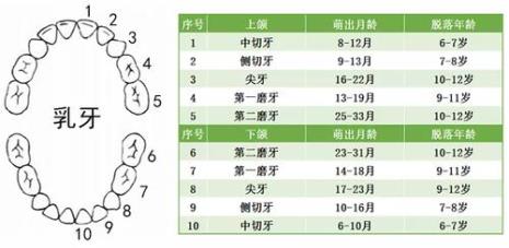 换乳牙的顺序是怎么样的