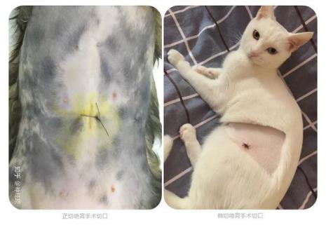 猫咪绝育的正确手法