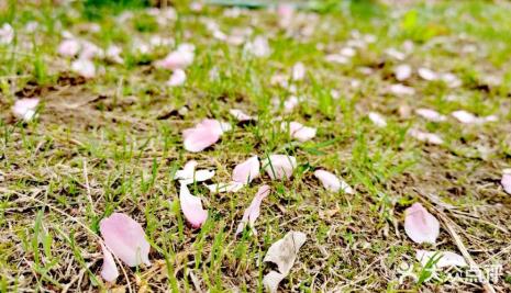 落花满地空余香是什么意思