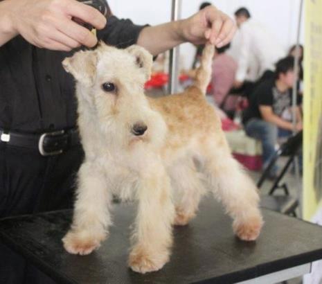 便宜无体味不掉毛聪明中型犬