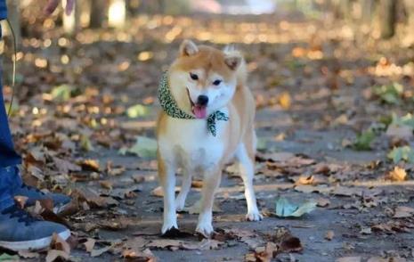 刚买的柴犬多久跟人亲近