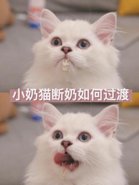 二十四天猫咪可以断奶吗