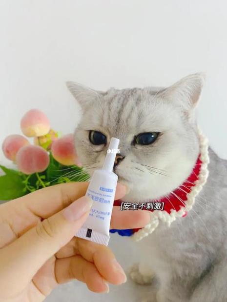 如何正确的给猫咪驱虫